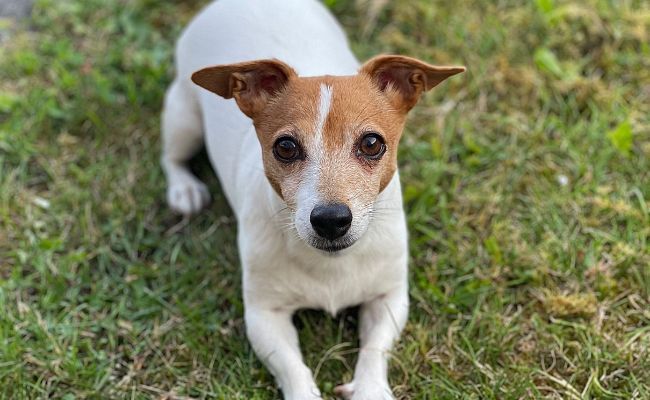Lily, the Jack Russell Terrier