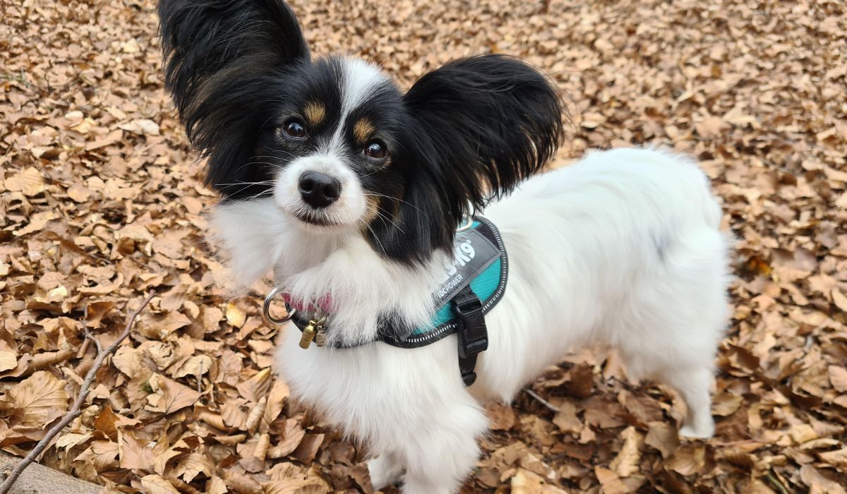 A small, long-haired, black and white dog with tan markings, large, erect, triangular ears stands on autumn leaves.