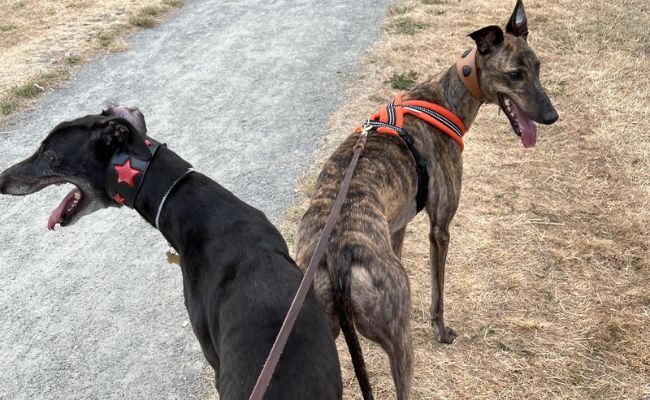 Doggy members BB & Bronte, the Greyhounds, enjoying a walk together