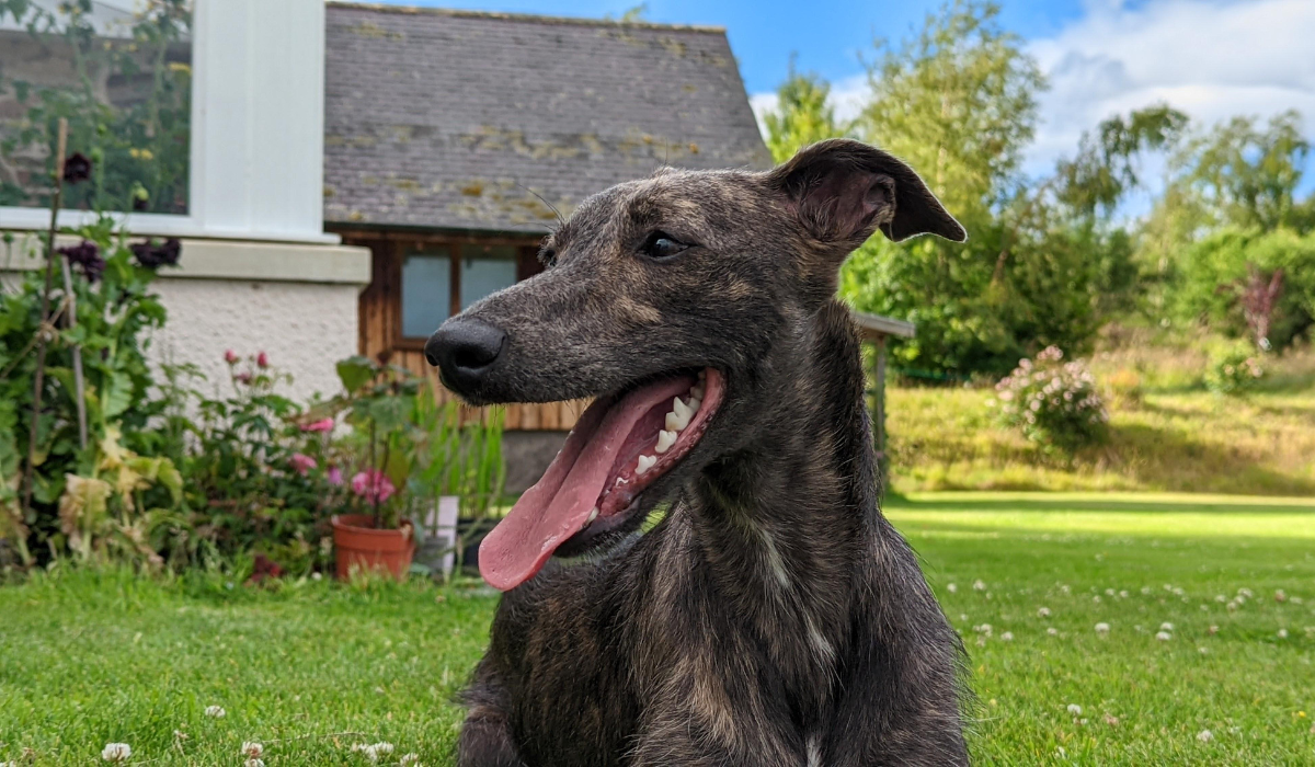 A beautiful Cross Breed sits in a shady spot in a large garden of a country cottage enjoying the summer breeze.