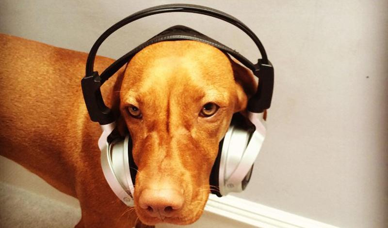 ​Do you and your dog have a special song? Now you do.