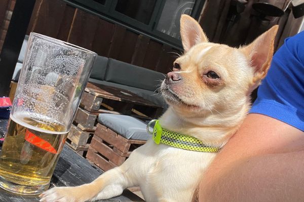 Peanut the Chihuahua sitting next to their borrower who is enjoying a pint in the outdoor seating area