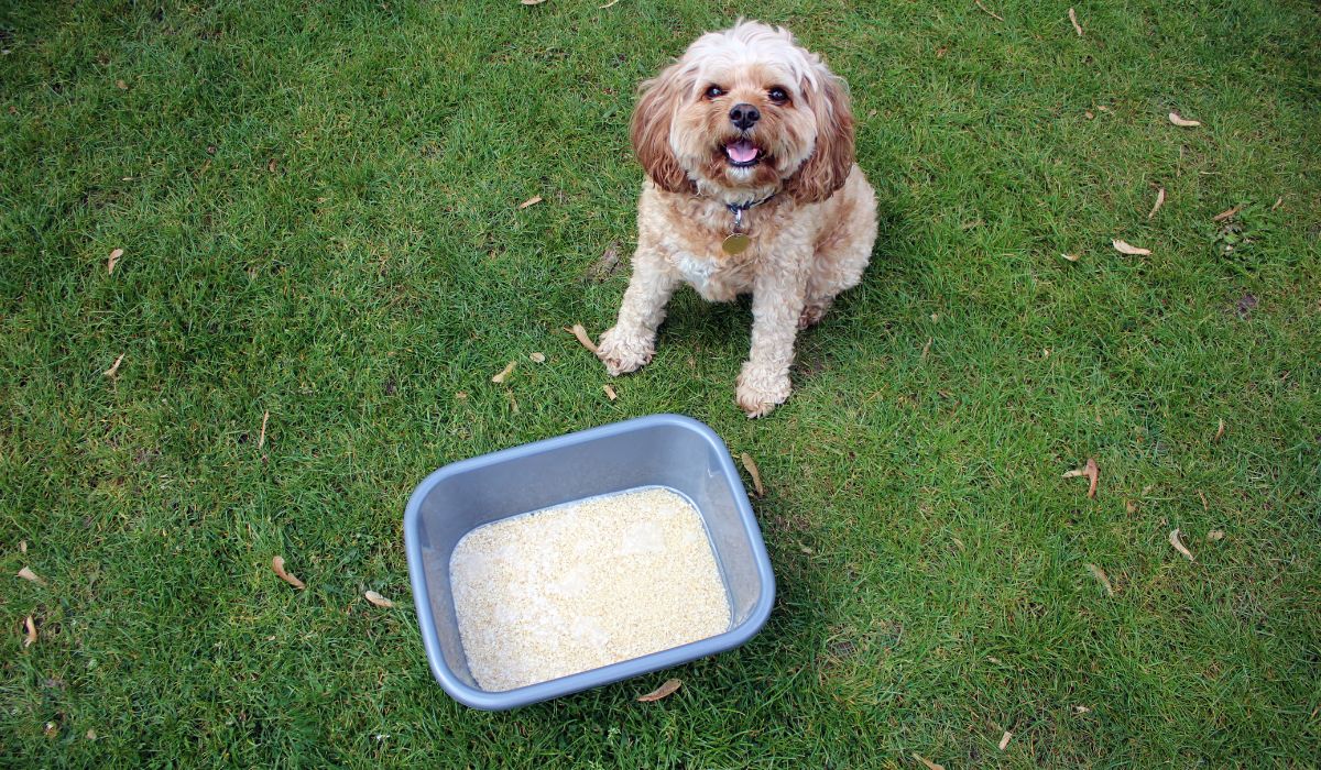 An eager pooch sits behind the DIY oatmeal foot bath ready to dip their paws in.