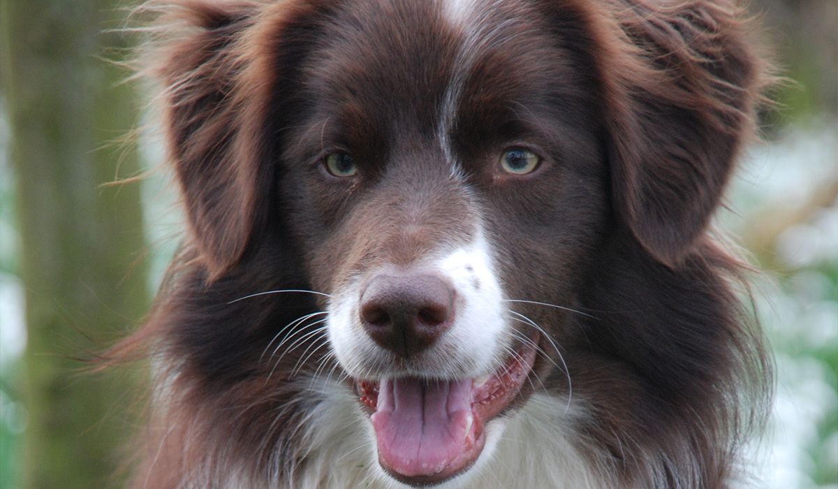 beautiful close-up of a brown dog