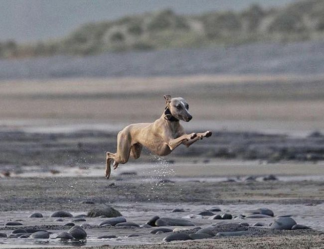 A slim, long-legged dog is mid-air - running along a beach at full pelt.