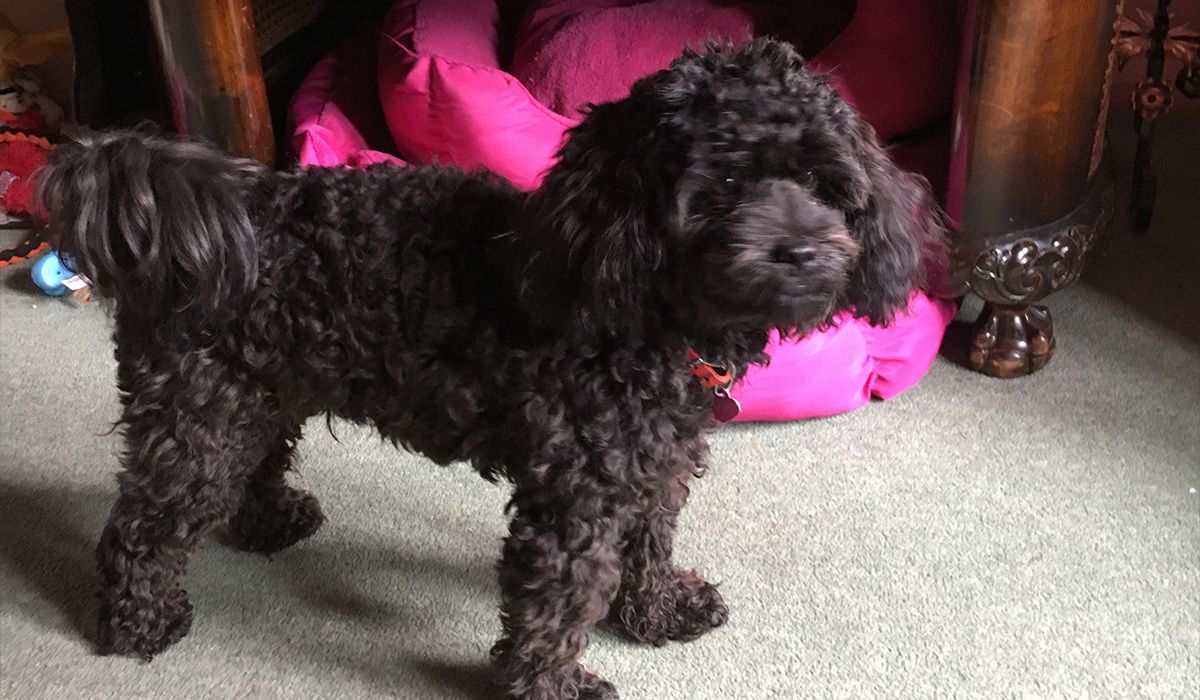 Scarlet, a fluffy black dog stands in a home in front of a bright pink dog bed