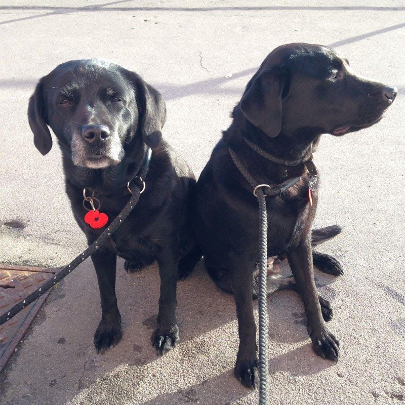 #DoggyMember Milly and Maggie