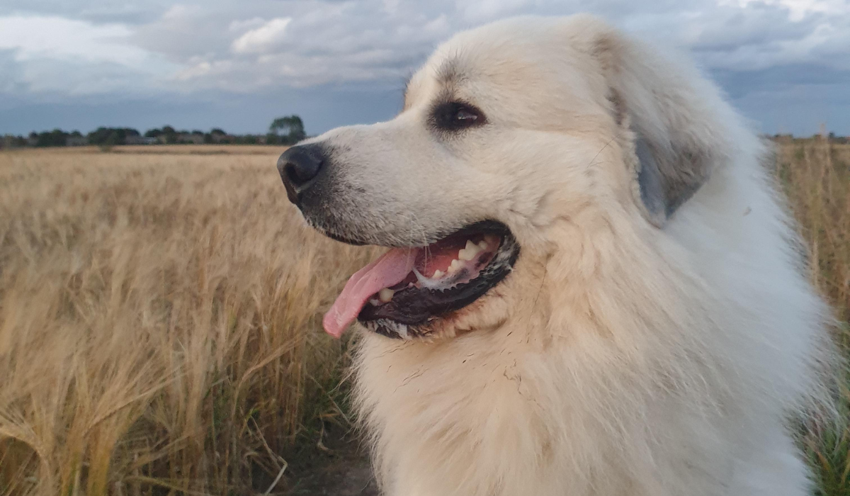 A happy, large dog with a thick, white coat stands in a crop field. The grey sky is filled with dense, white cloud.