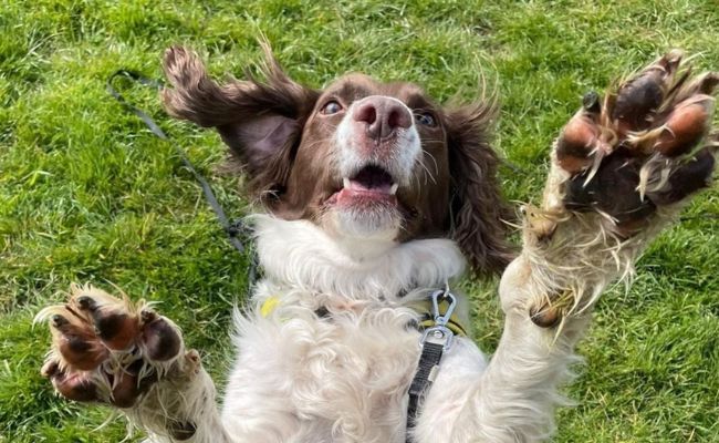 Doggy member Jake, the English Springer Spaniel jumping up for joy at their owner