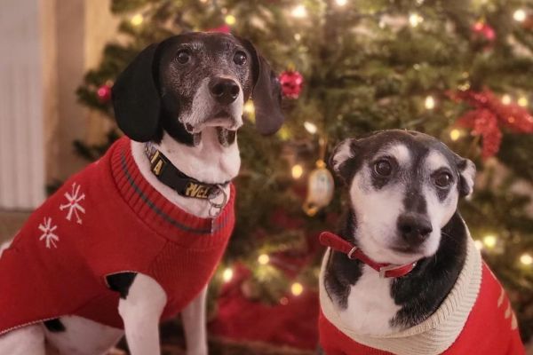 Two senior dogs sat in front of a large Christmas tree wearing knitted Christmas jumpers