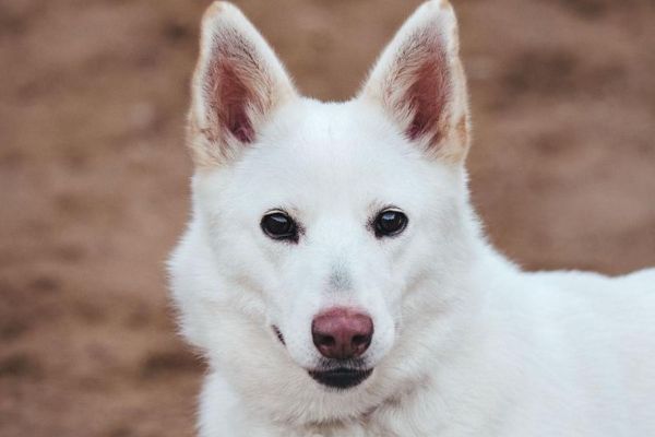 Belka the Cross Breed, a gorgeous white rescue dog 