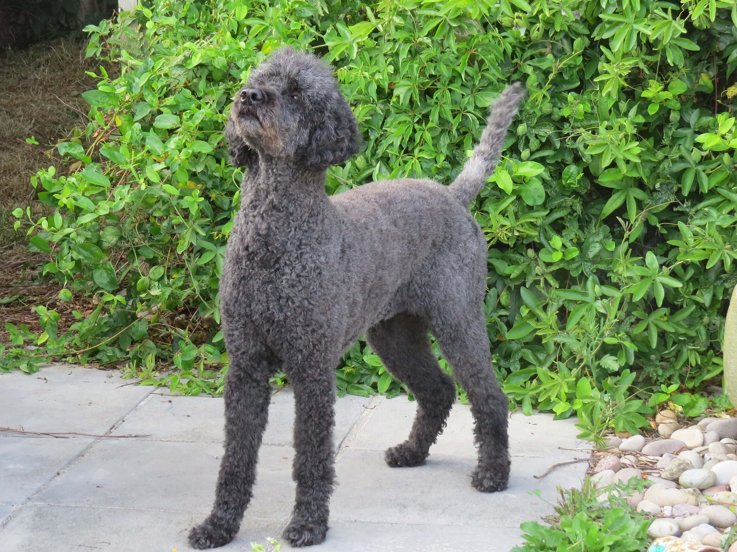 A grey poodle-coated dogs stands in a garden looking into the distance