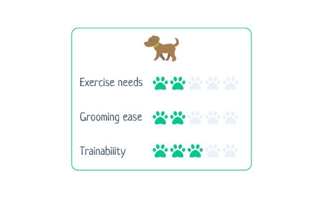 Australian Silky Terrier  Exercise needs 2/5; Grooming ease 2/5; Trainability 3/5
