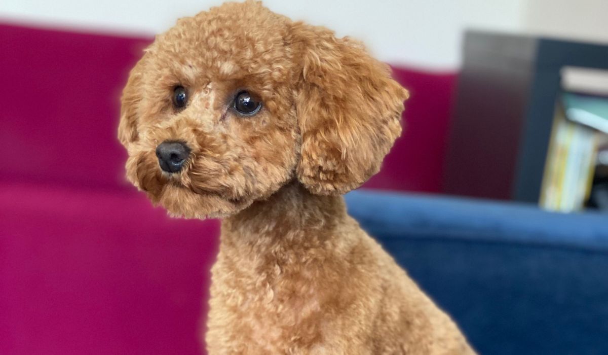 Doggy member Pippa, the Toy Poodle sitting eagerly at home waiting for a treat
