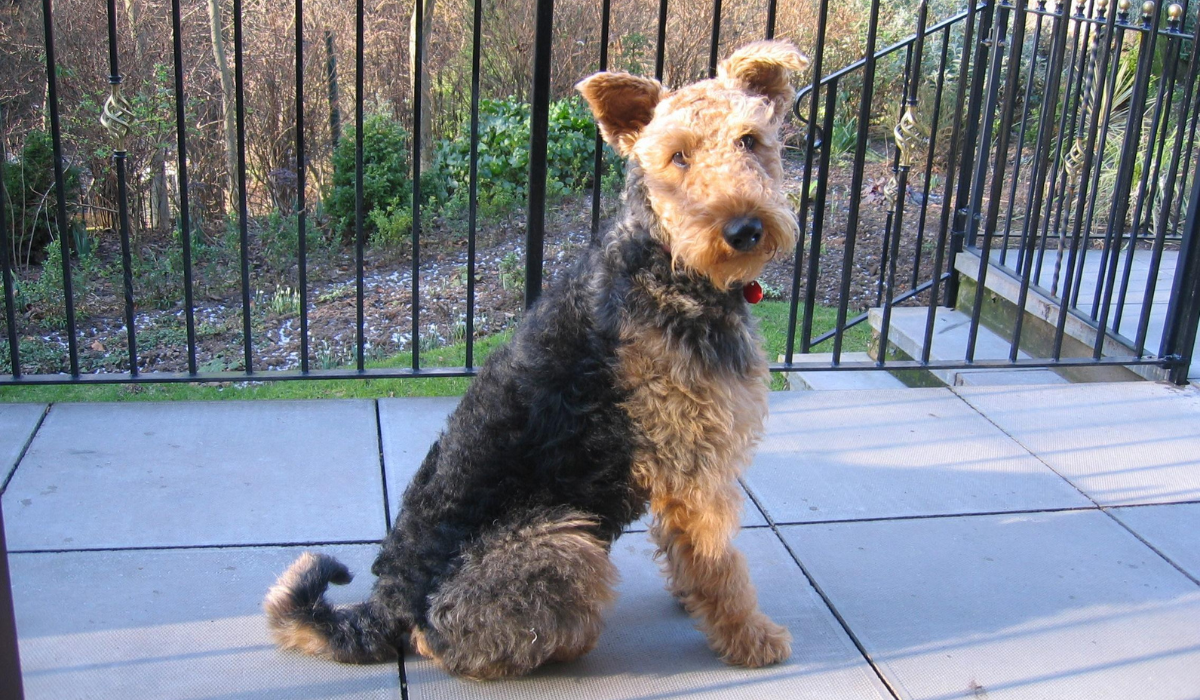 are airedale terriers good dogs