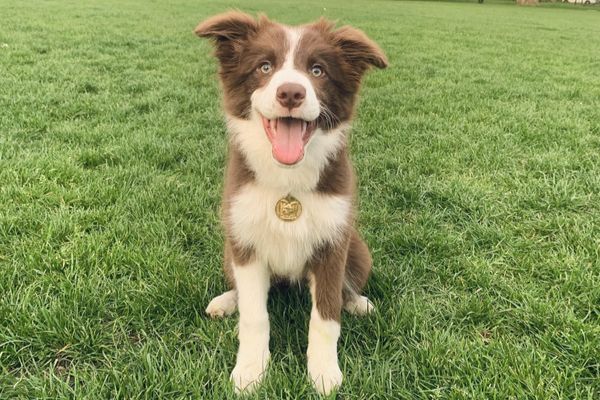 Chopsticks, the Border Collie puppy, sitting happily on a patch of grass