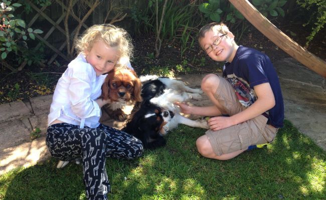 George & Milo, the Cavalier King Charles Spaniels, playing with Tracey's children