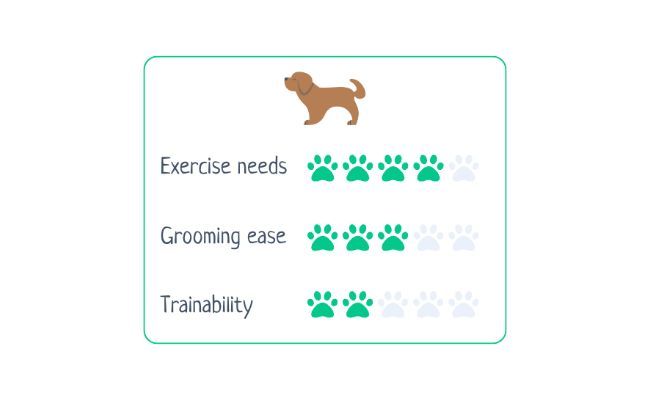 Anatolian Shepherd Dog  Exercise Needs 4/5 Grooming Ease 3/5 Trainability 2/5