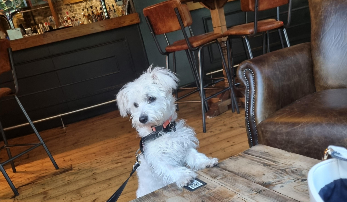 An adorable, white, fluffy dog has their paws up on a coffee table in a quiet bar area.