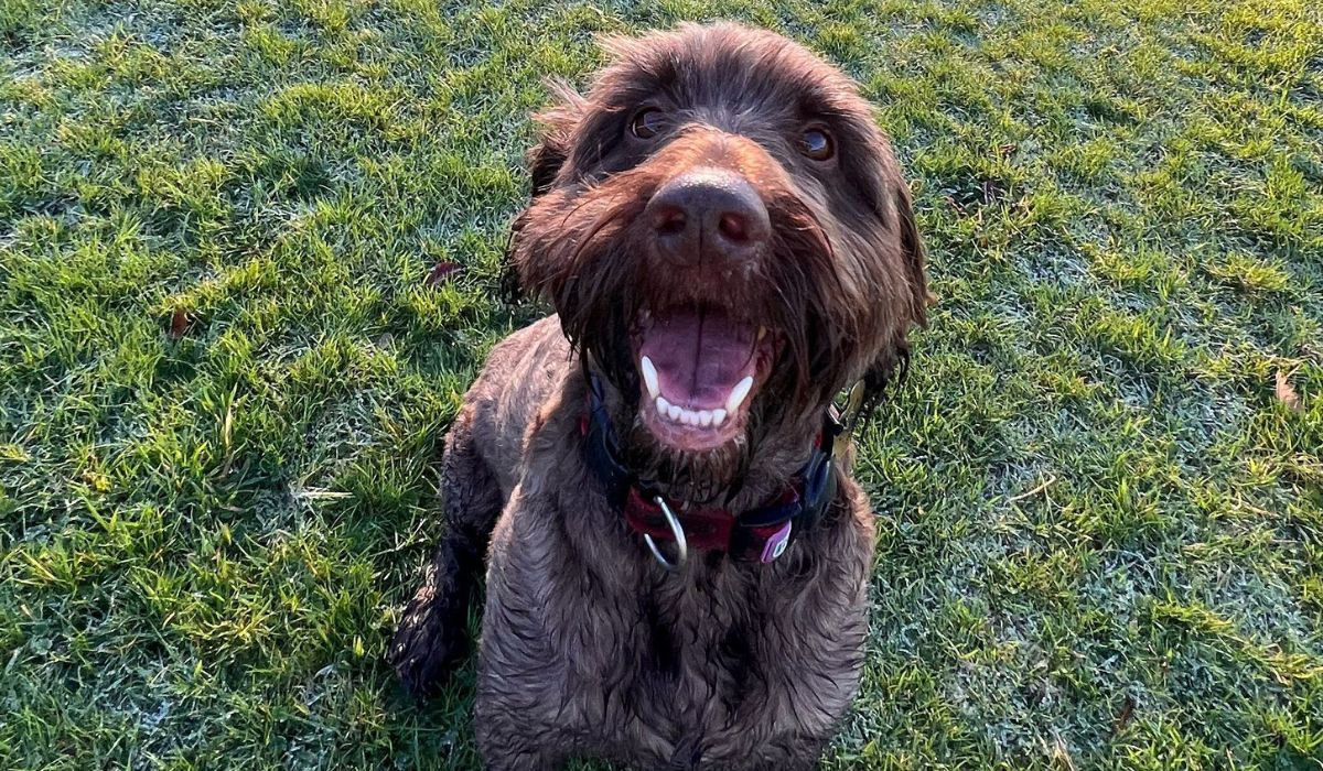 Charlie the Cockapoo rescue smiling happily sitting in a field