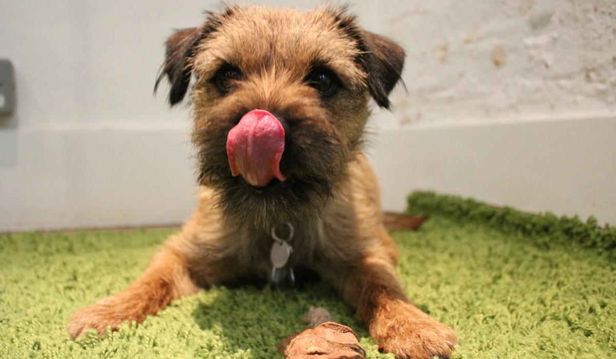 A cute Border Terrier is lying on the floor with their tongue curled up and over their nose, after enjoying the Sweet Potato Chew.