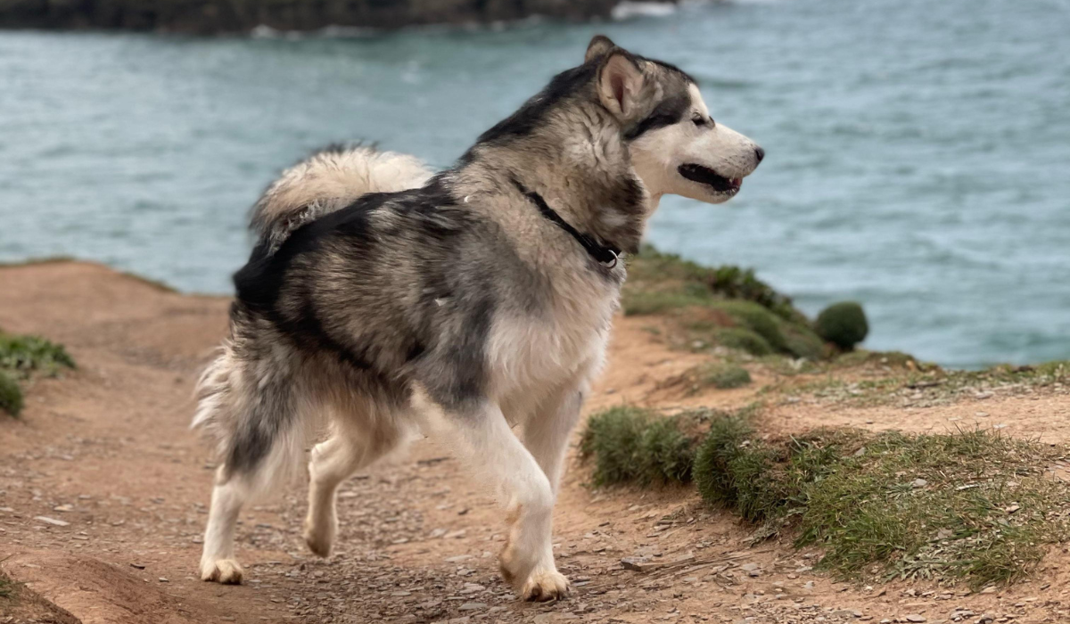A large, wolf-like dog is running along a cliff trail whilst looking out to sea. The dog's coat is a mix of white, black and grey, they have short ears and a bushy tail curled onto their back. The dog is enjoying his pawsome walkies.
