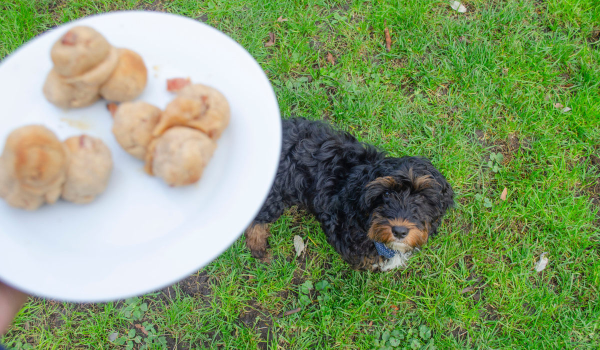 An adorable, fluffy, black pup with tan and white markings is looking up towards the plate of Turkey and Peanut Butter Bites being held directly above them.