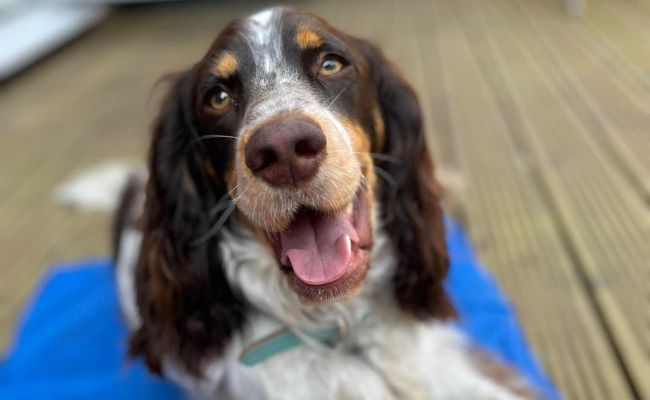 Doggy member Mowgli, the Sprocker lying on his cooling mat on the garden decking in the shade