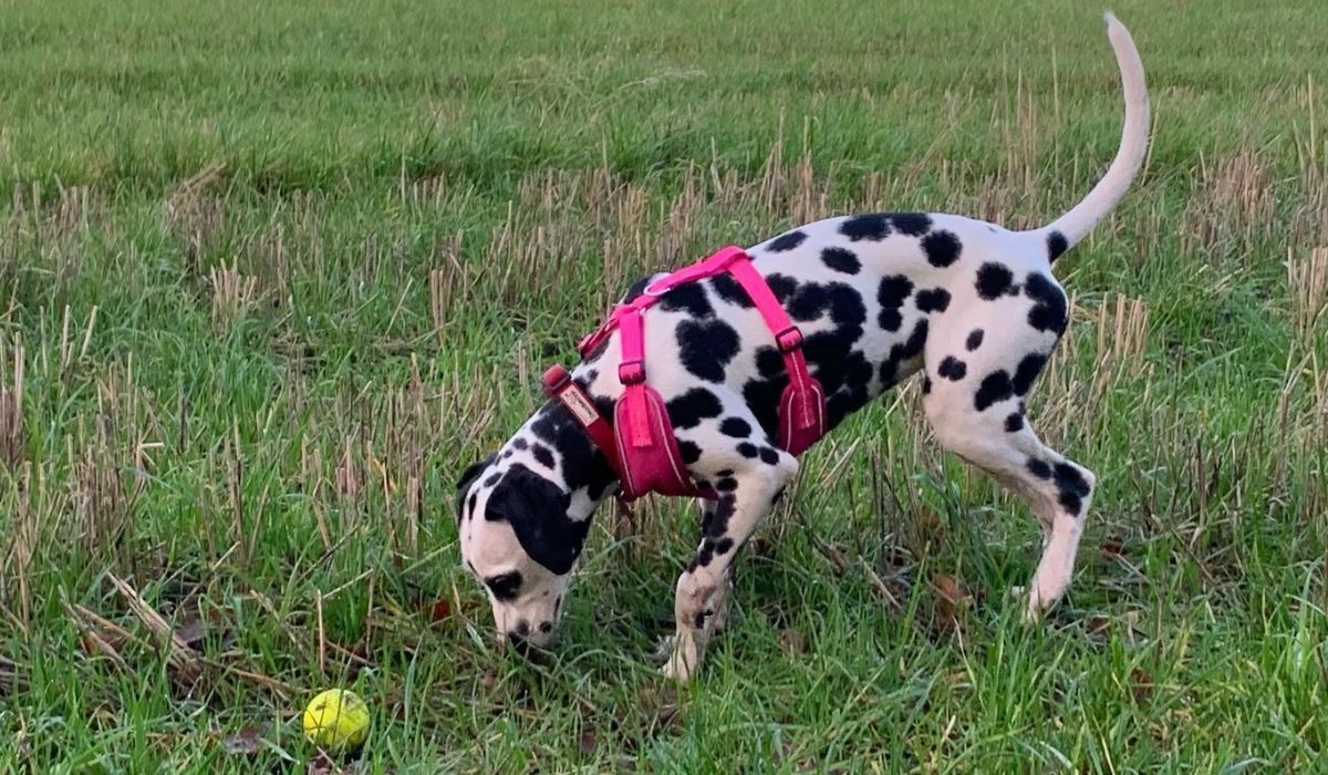 Mabel, the Dalmation, playing a game of fetch with a ball