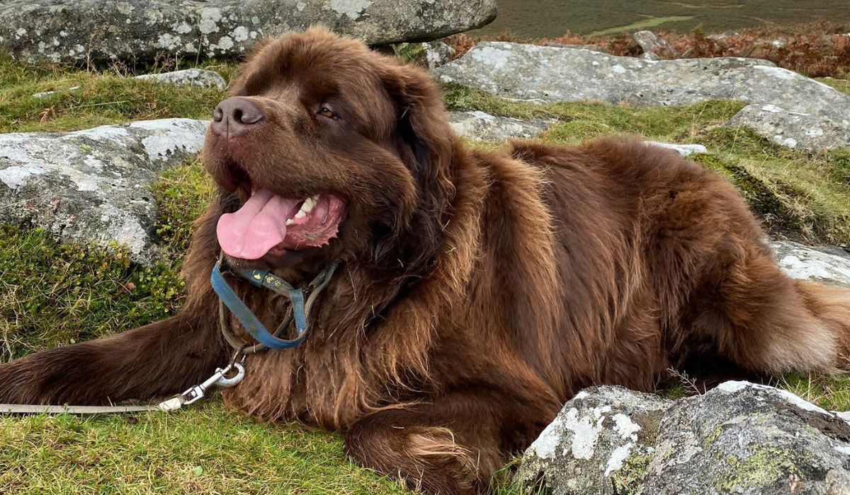 A large, brown, shaggy dog with a square head, flopped, triangular ears and small hazel eyes, sits on the grass, between rocks, smiling, revealing a wide, pink tongue.