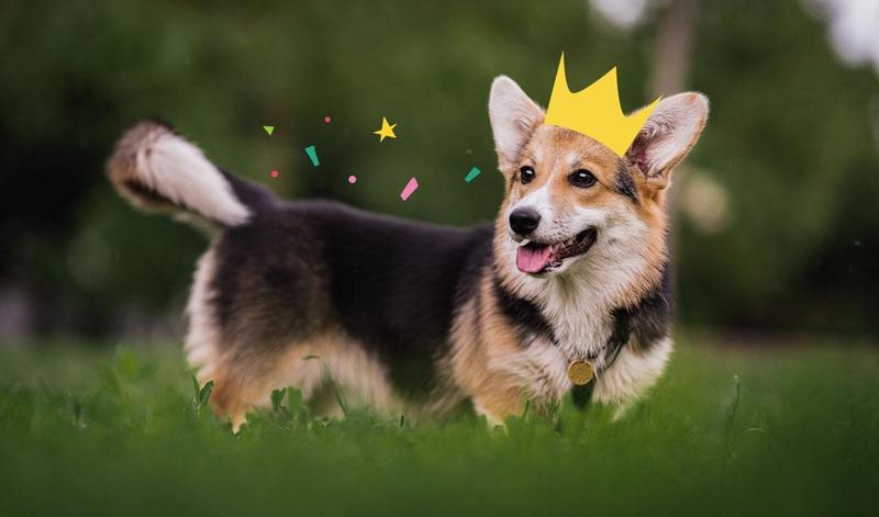 Royal dogs | Dogs loved by Kings and Queens