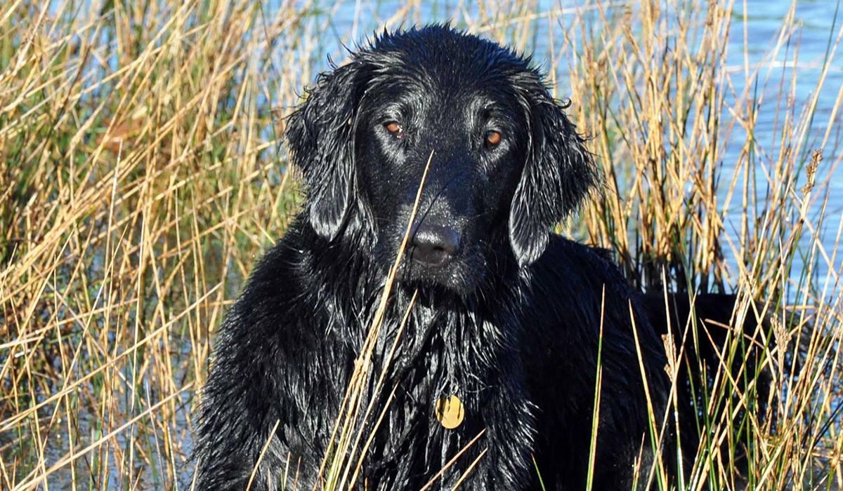 A Flat Coated Retriever emerges from water, very wet and looking much cooler