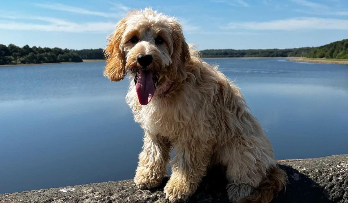 A golden, curly, thick-haired dog with long, floppy ears, sits happily in front of the camera with a beautiful lake behind.