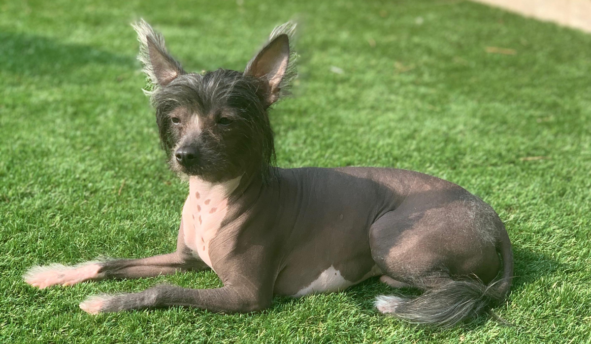 A small, naked bodied dog with hair only on their head, ears, paws and tail lies elegantly on the grass, relaxing in the sun.