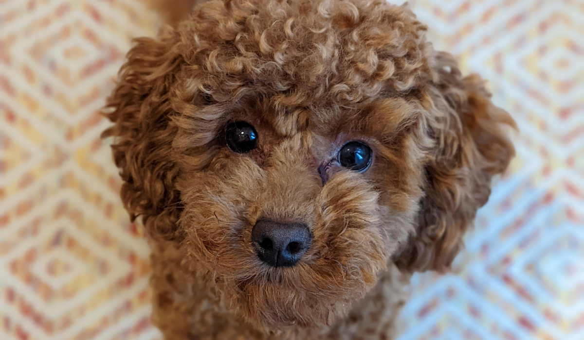 An adorable, little, apricot Poodle is sat pretty looking upwards with the most beautiful puppy dog eyes.