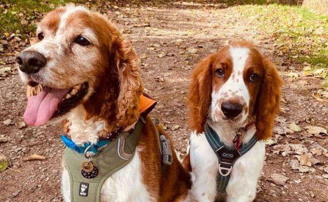 Doggy members Mr Pip and Joe, the Welsh Springer Spaniels sitting next to one another on a woodland pathway