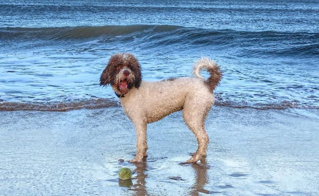 Enzo, the Spanish Water Dog