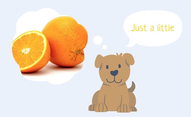 A dog daydreaming of enjoying a tasty segment of orange