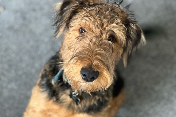 Toast, the Airedale Terrier