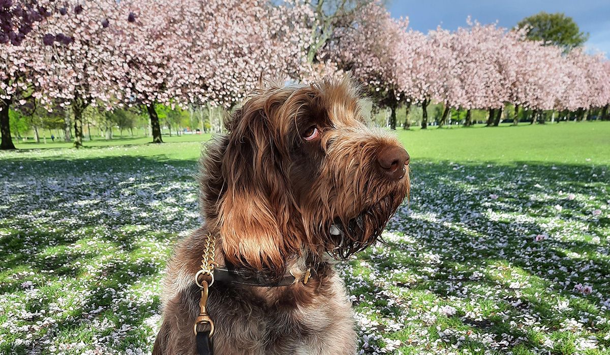 An Italian Spinone sits in a field in front of cherry trees in full blossom