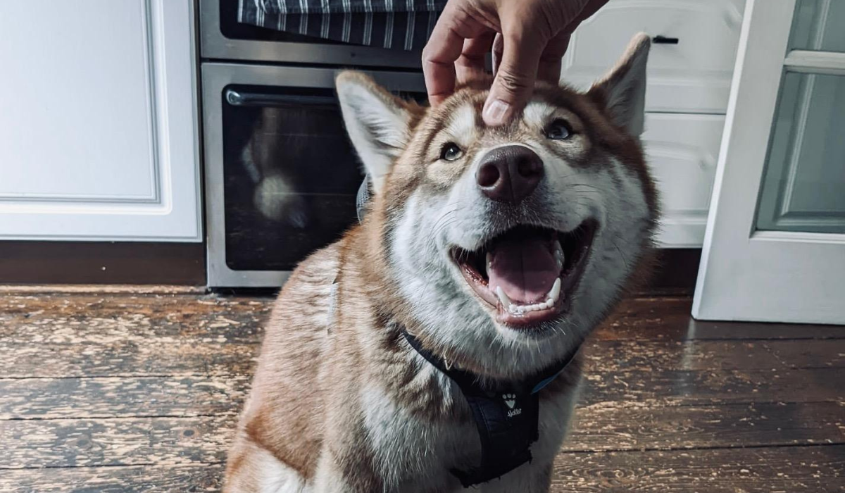 A very happy Husky is enjoying a head scratch in the kitchen.