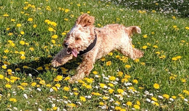 What are dog 'zoomies' and why do they get them?