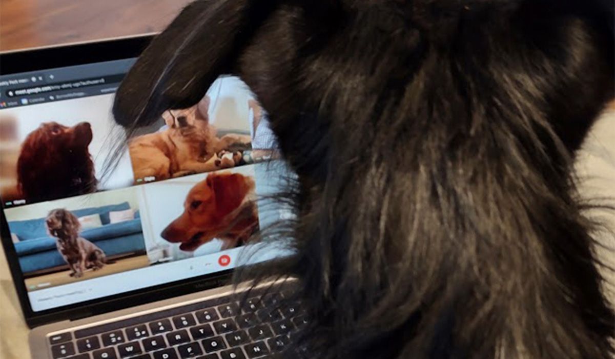 A scruffy black dog is on a video call with 6 other dogs on a laptop