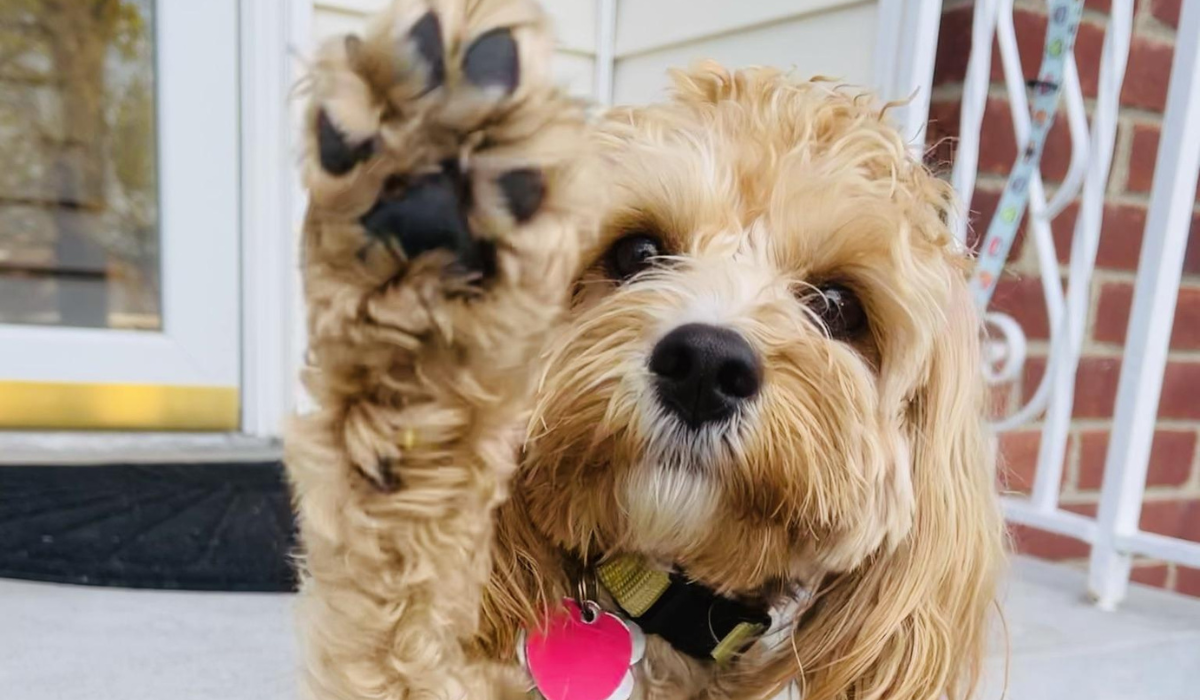 An adorable fluffy pup sitting with their paw held up proudly in a high five position.