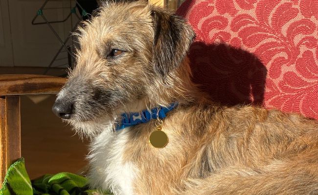 Doggy member Otis, the Lurcher, sitting in the arm chair enjoying the afternoon sun on his face