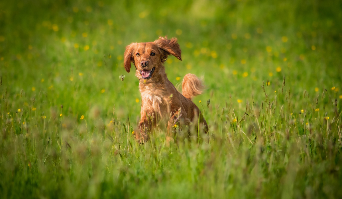 A red, golden Spaniel is running happily through a field of long grass and wildflowers.