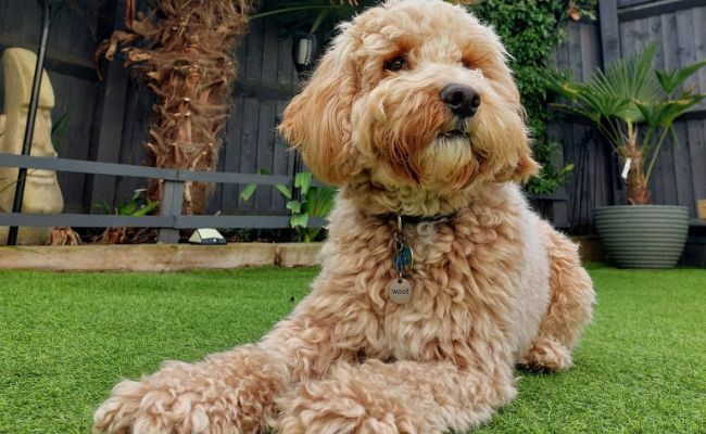Doggy member, Milo, the Cockapoo enjoying some chill time in the garden