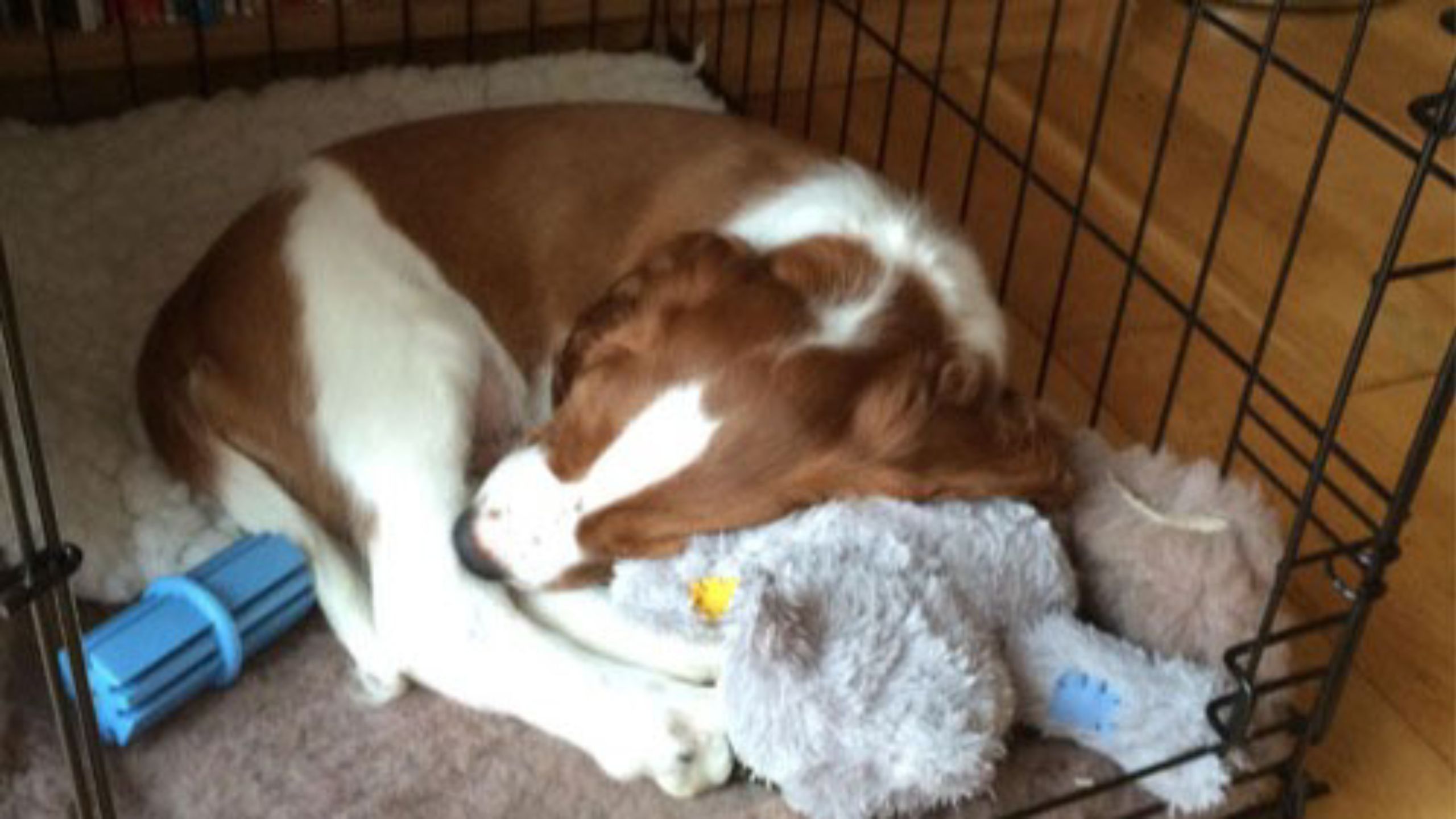 Jake in his safe dog crate, snuggling his favourite teddy bear