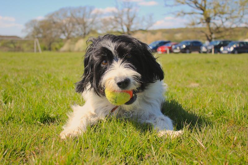 Dog adoption tips