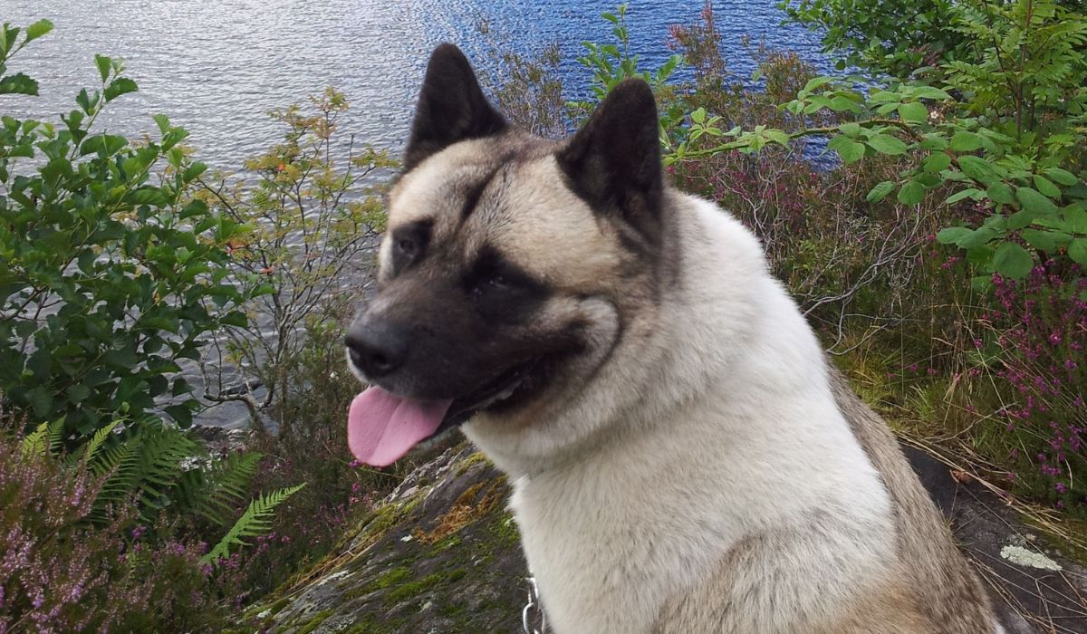 A happy Akita sitting next to a lake looking back towards the camera
